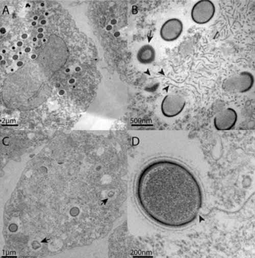 ����� Mollivirus sibericum #2