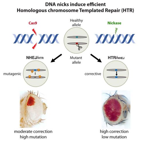 Работа методов CRISPR-Cas9 и HTR